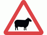 Sheep likely to be in road ahead - DO...
