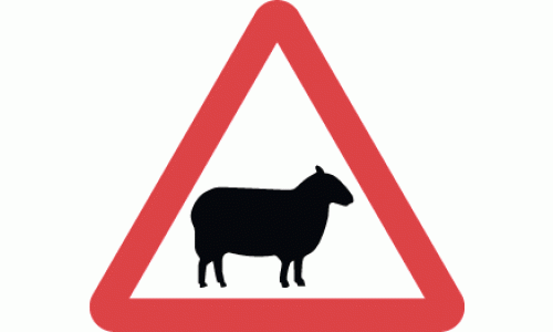 Sheep likely to be in road ahead - DOT 549