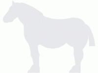 Horses Glass Awareness Stickers